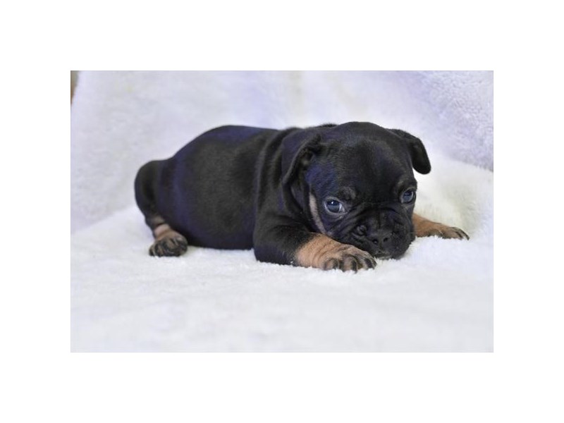 [#8659] Black / Tan Male French Bulldog Puppies For Sale #1
