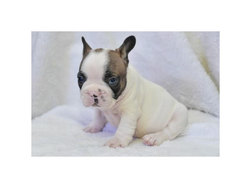 [#18619] Fawn / White Male French Bulldog Puppies For Sale