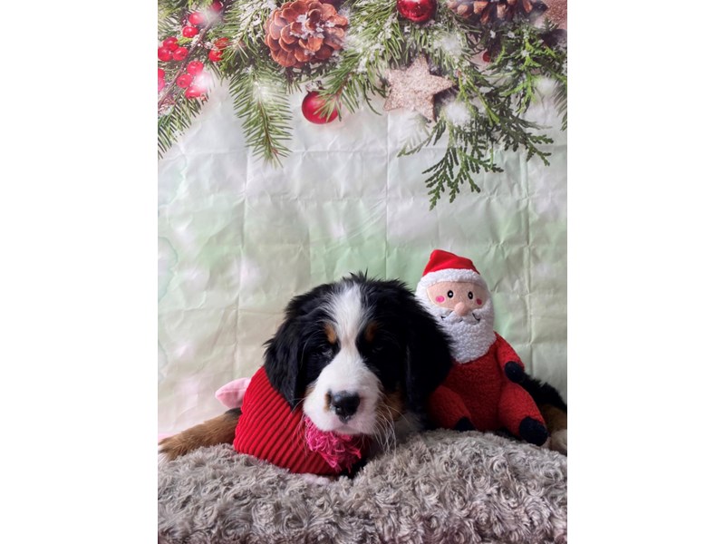[#25967] Black White / Tan Male Bernese Mountain Dog Puppies For Sale #2
