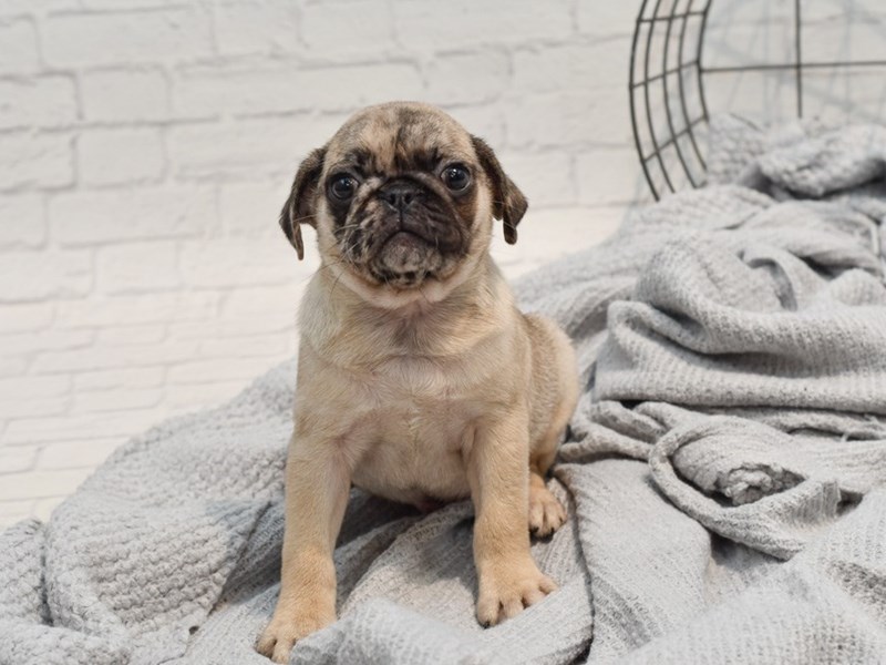 [#36267] Fawn Male Pug Puppies For Sale #1
