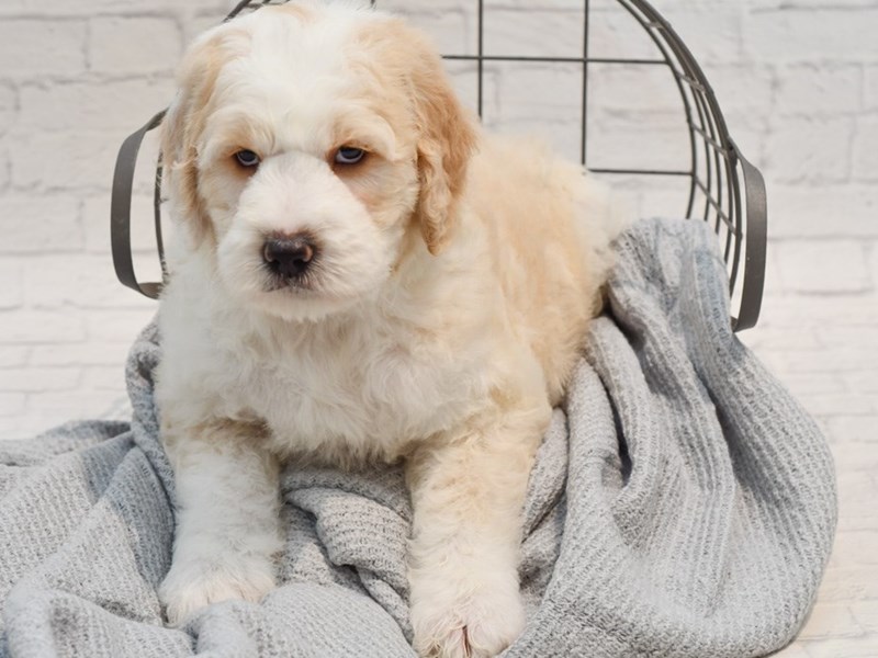 [#36277] cREAM Male Sheepadoodle Puppies For Sale #1