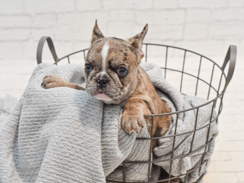 [#36284] Chocolate Merle Female French Bulldog Puppies For Sale