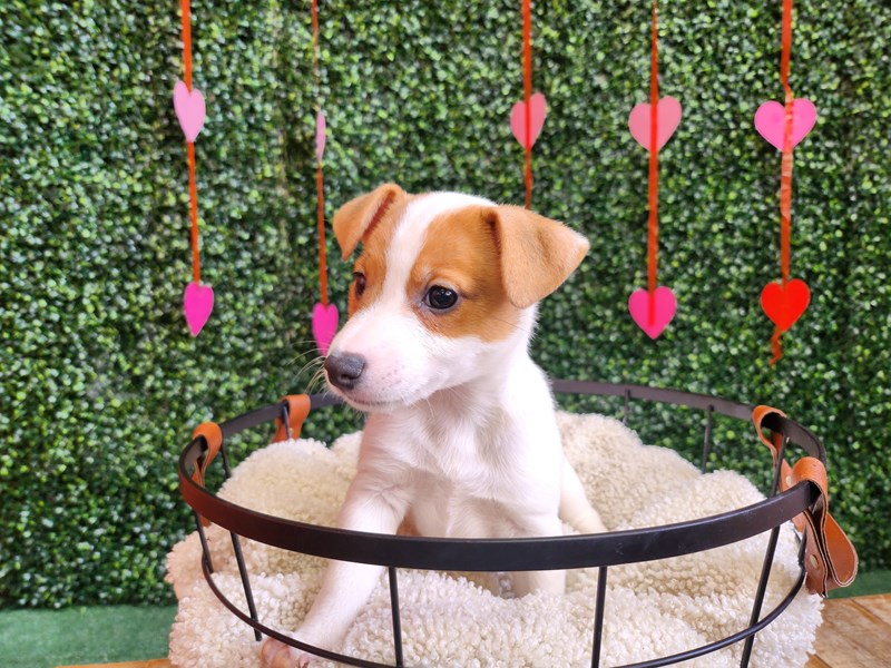 [#12743] White and Red Female Jack Russell Terrier Puppies For Sale