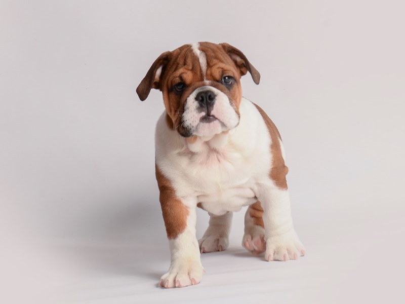 [#20035] Brown and White Male English Bulldog Puppies For Sale