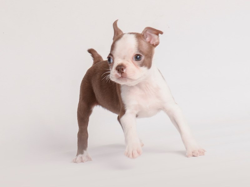 [#20030] Red / White Male Boston Terrier Puppies For Sale #1