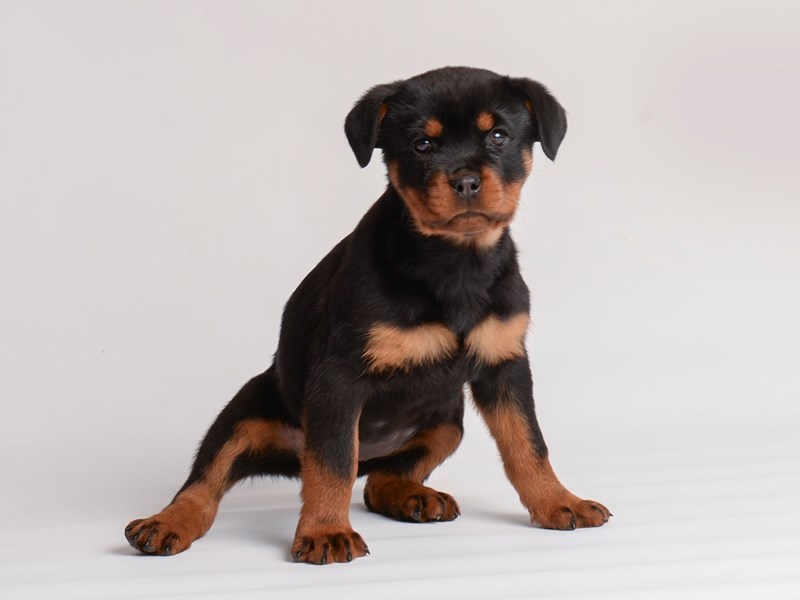 [#20028] Female Rottweiler Puppies For Sale #1