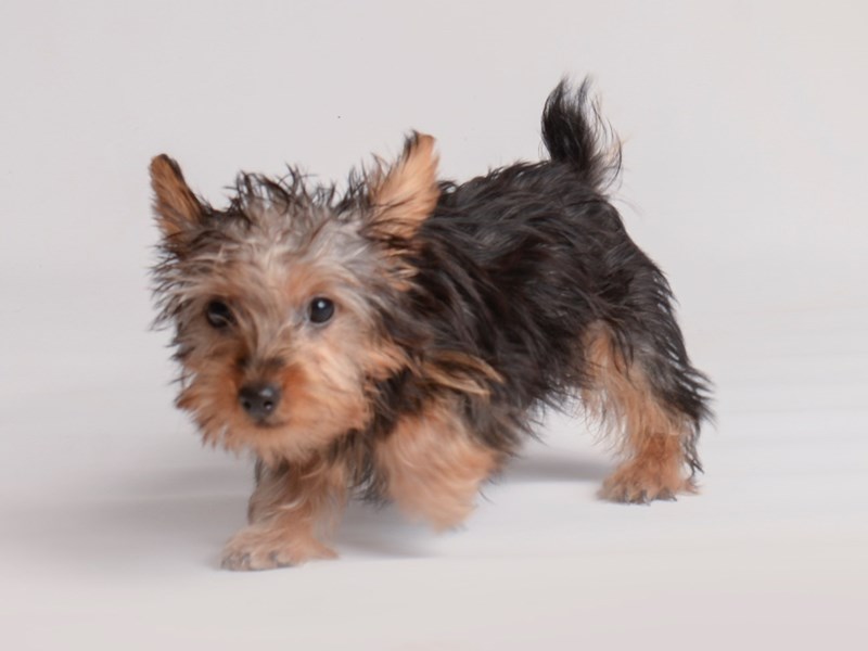 [#19976] Black / Tan Female Silky Terrier Puppies For Sale #2