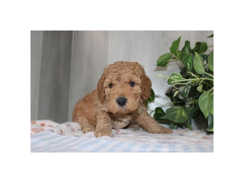 [#31272] Red Male Goldendoodle Mini 2nd Gen Puppies For Sale
