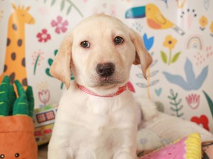 Labrador Retriever-DOG-Male-yellow-