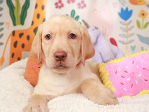 Labrador Retriever-DOG-Female-yellow-