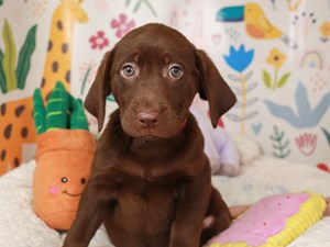 Labrador Retriever-DOG-Female-choco-