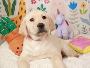 Labrador Retriever-DOG-Female-yellow-3970021