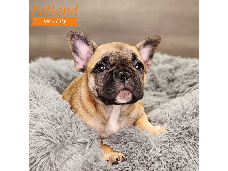 [#18601] fn Male French Bulldog Puppies For Sale #1