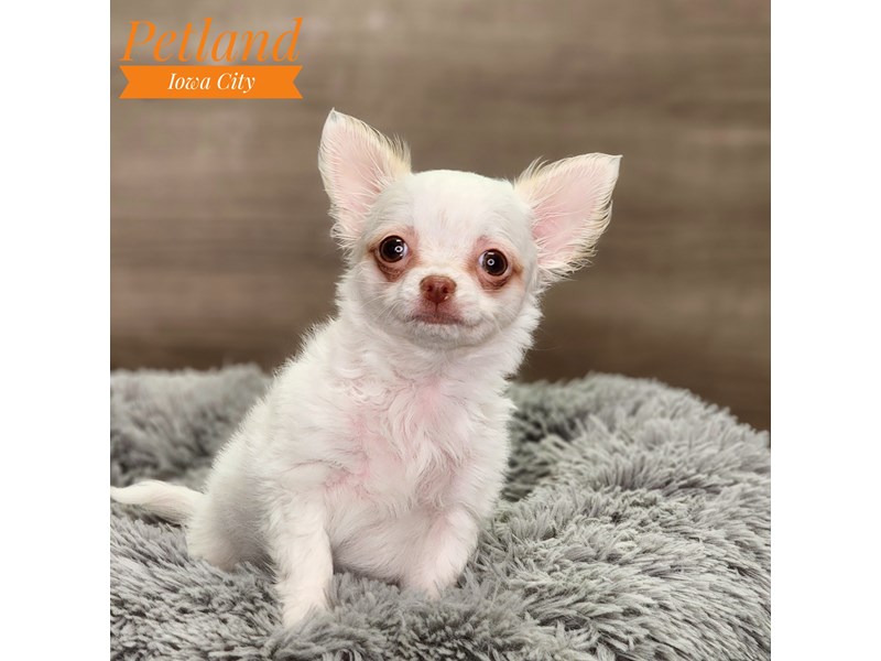 [#18607] Cream Male Chihuahua Puppies For Sale #1