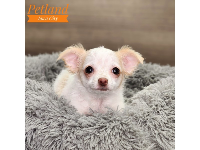 [#18609] cream Male Chihuahua Puppies For Sale