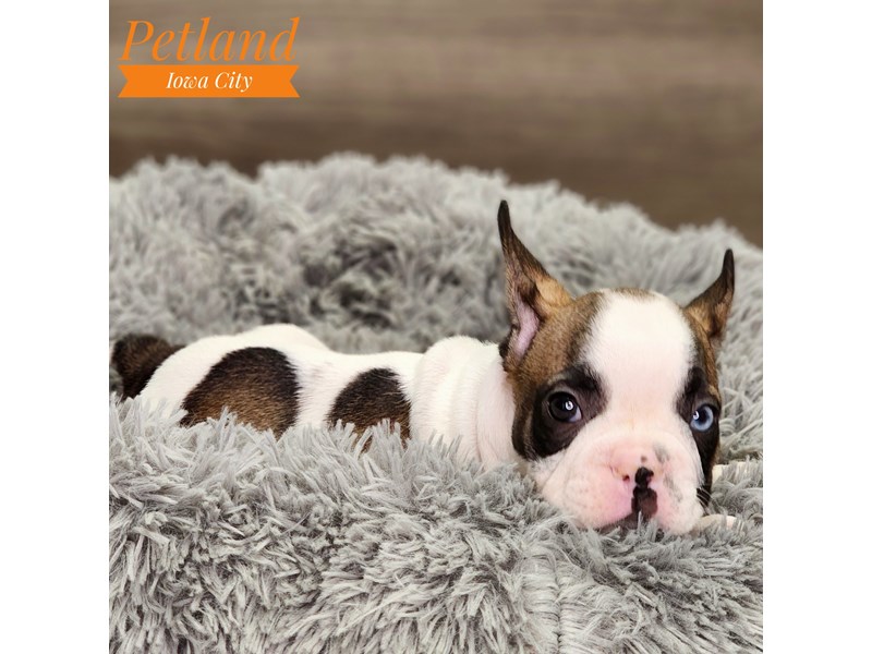 [#18619] Fawn / White Male French Bulldog Puppies For Sale