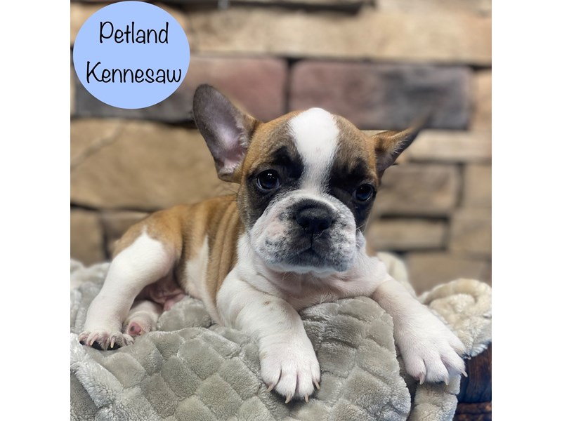 [#29061] Fawn Male French Bulldog Puppies For Sale #1