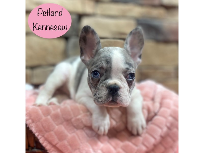 [#29059] Blue Merle Female French Bulldog Puppies For Sale #1
