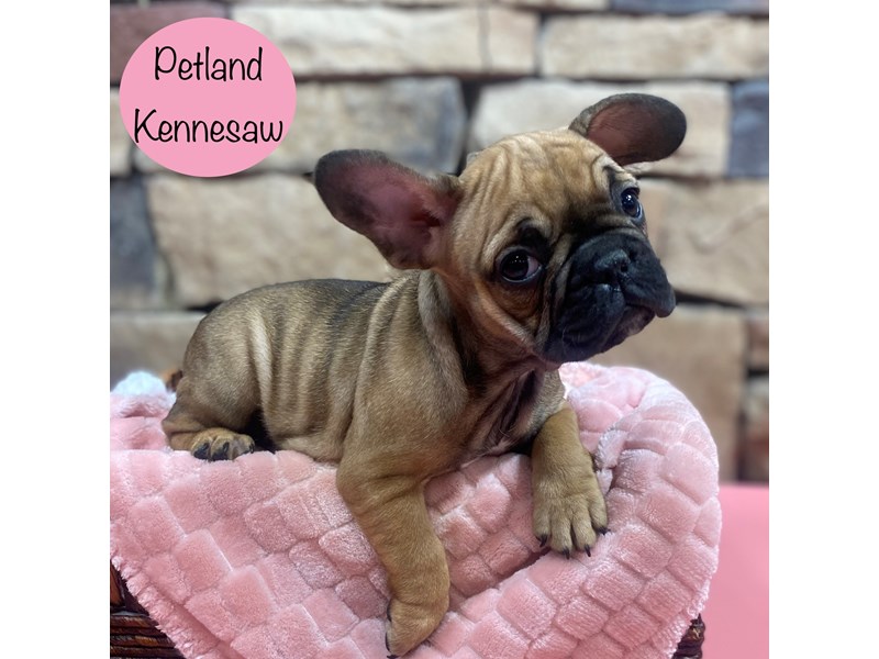[#29062] Black / Fawn Female French Bulldog Puppies For Sale #1