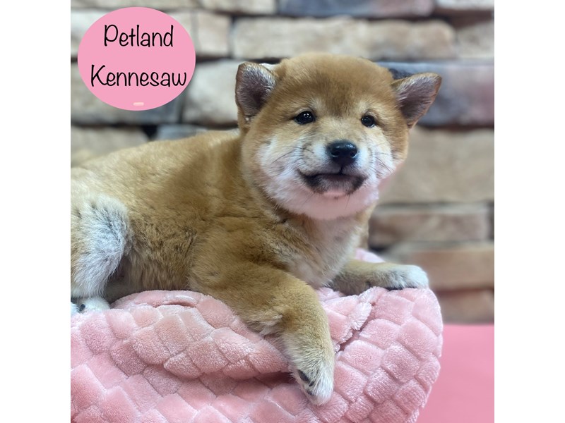 [#29054] Red Female Shiba Inu Puppies For Sale
