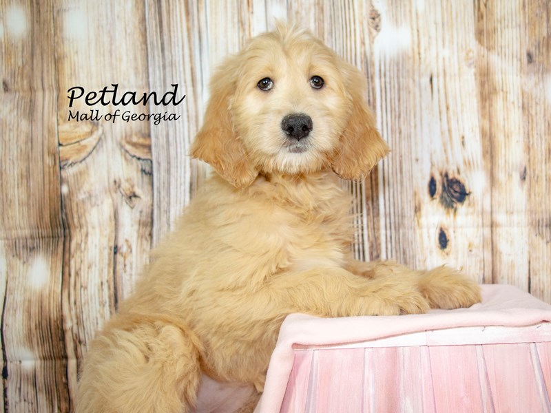 [#8676] Golden Female Goldendoodle Puppies For Sale #2