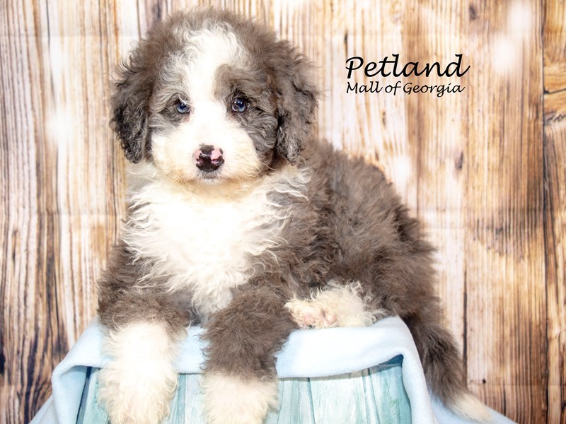 [#8678] Blue Merle / White Male Miniature Bernedoodle 2nd Gen Puppies For Sale #1