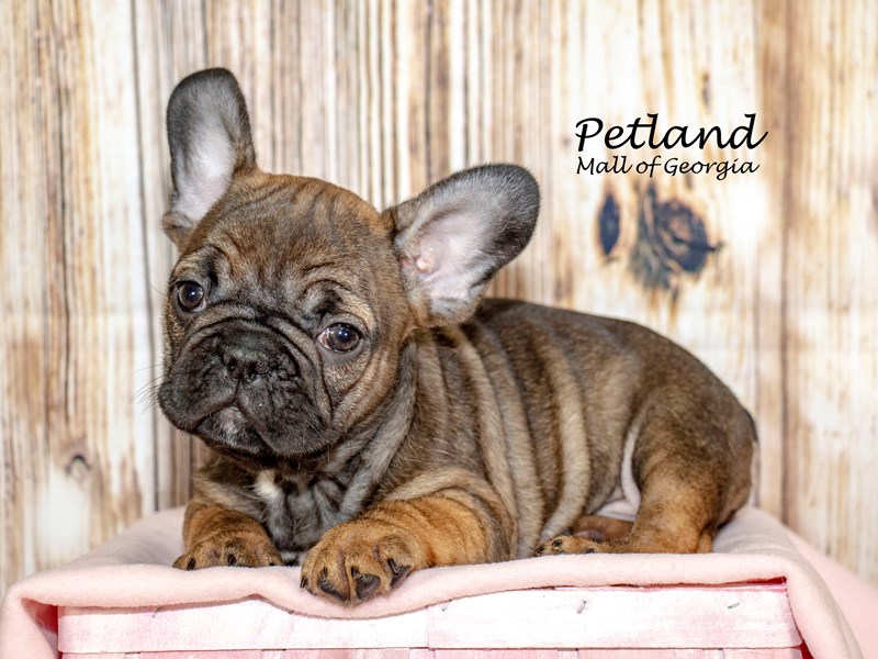 [#8658] Fawn Female French Bulldog Puppies For Sale #2