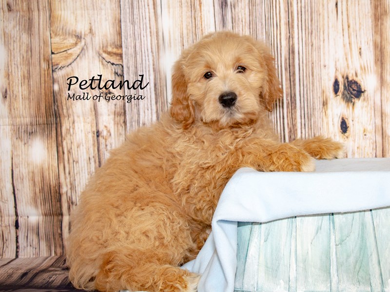 [#8662] Golden Male Miniature Goldendoodle Puppies For Sale