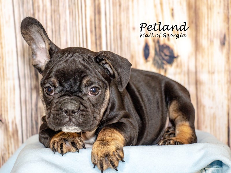 [#8659] Black / Tan Male French Bulldog Puppies For Sale #2