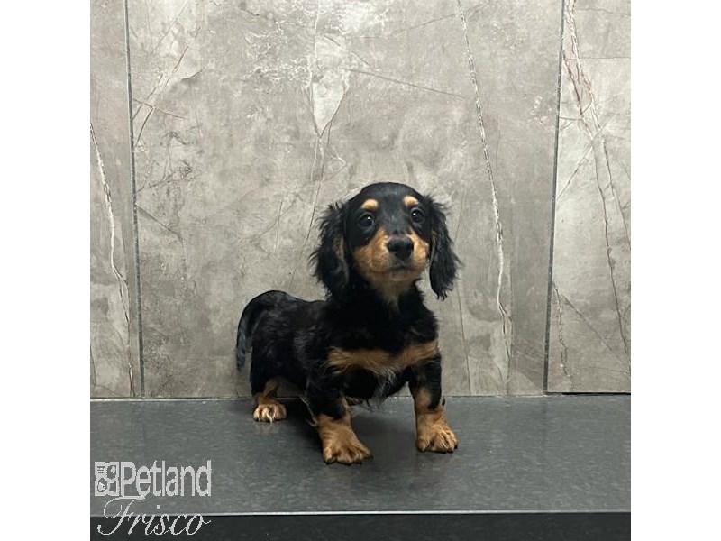 [#31252] Black / Tan Male Miniature Dachshund Puppies For Sale #1