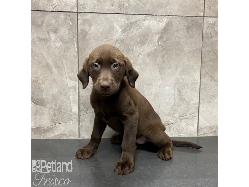 [#31244] Chocolate Female Labrador Retriever Puppies For Sale #1