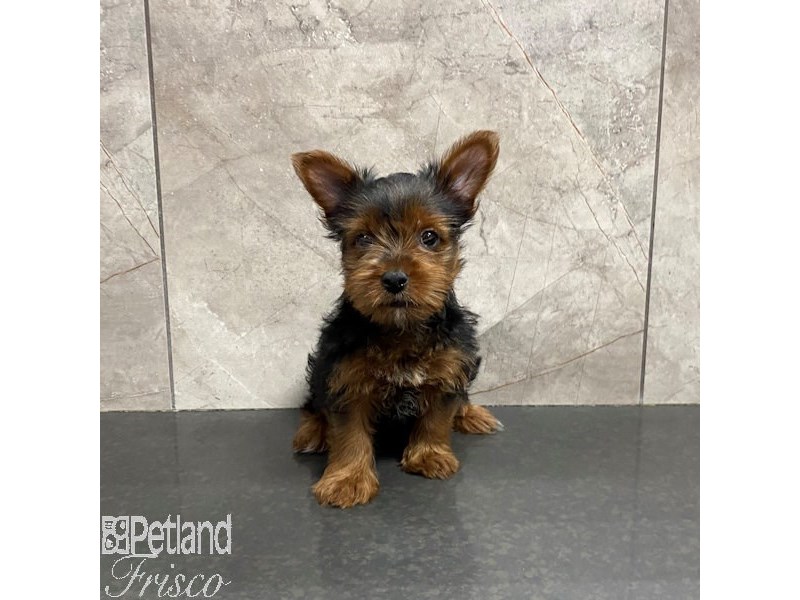 [#31217] Black and Tan Female Yorkshire Terrier Puppies For Sale