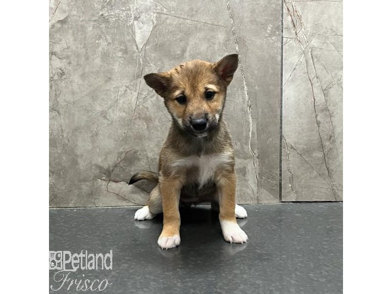 [#31268] Red Female Shiba Inu Puppies For Sale