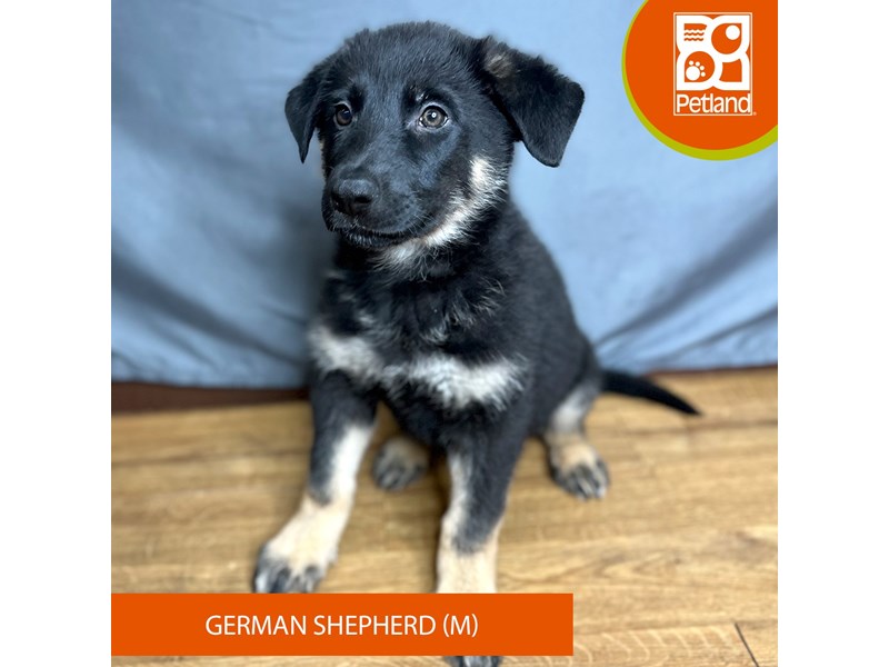 [#16404] Black / Tan Male German Shepherd Dog Puppies For Sale