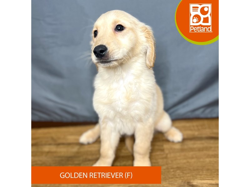 [#16400] Golden Female Golden Retriever Puppies For Sale