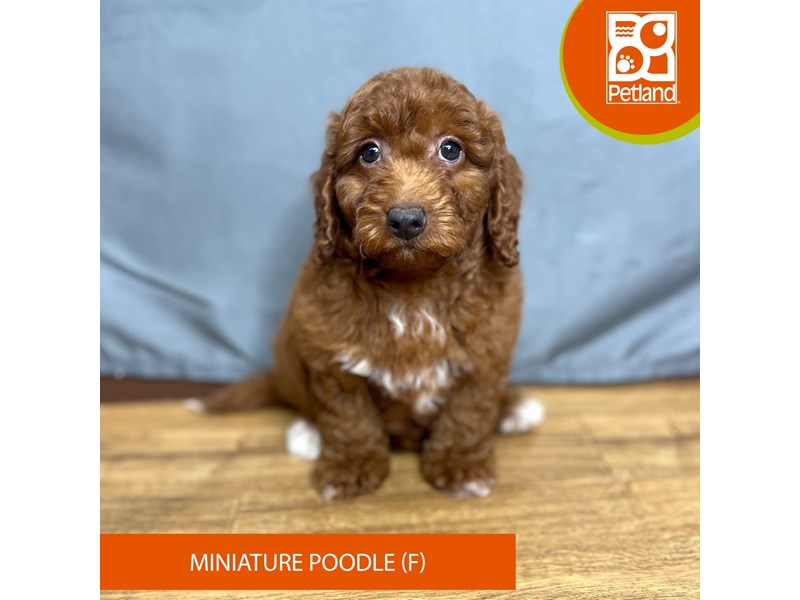 [#16416] Red Female Miniature Poodle Puppies For Sale