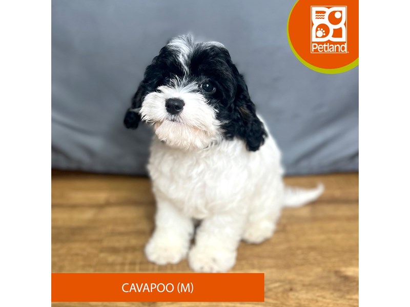 [#16415] Male Cavapoo Puppies For Sale #1
