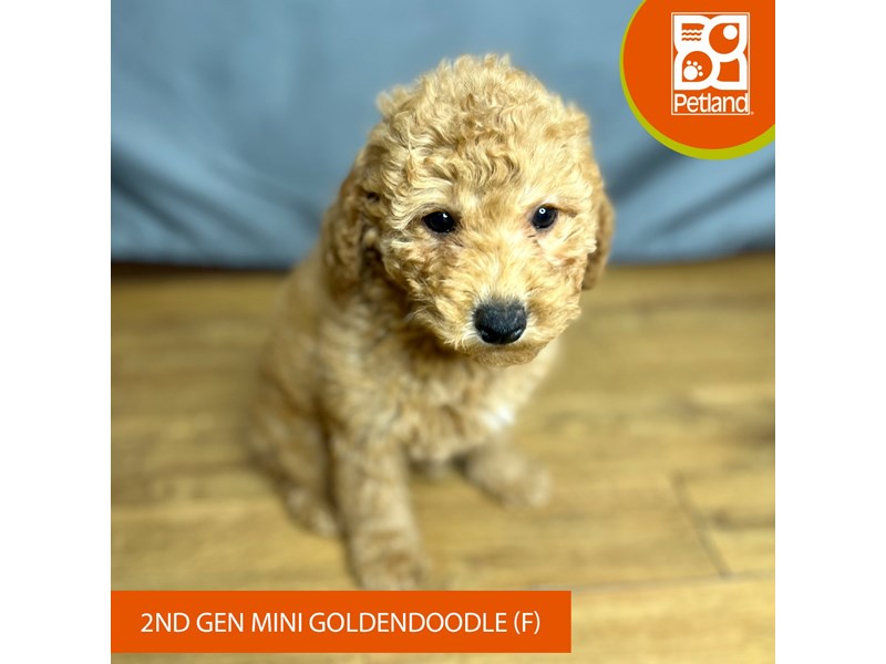 [#16413] Red Female Goldendoodle Mini 2nd Gen Puppies For Sale #1
