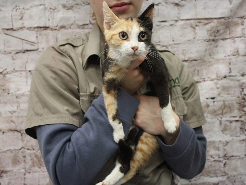 Domestic Short Hair- Old Bridge Animal Shelter-CAT-Female-Calico-3971802