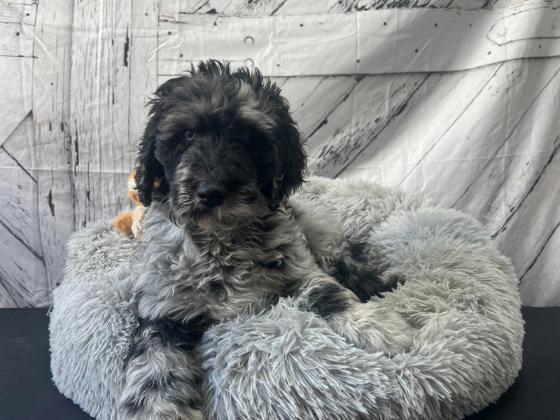 [#26059] Merle Male F1B Bernedoodle Puppies For Sale
