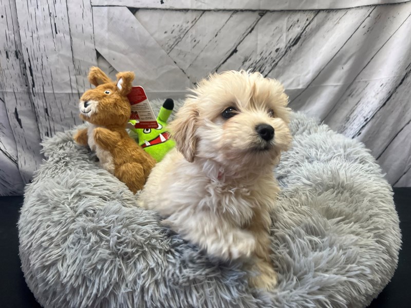 [#26052] Fawn Female Havanese/Poodle Puppies For Sale