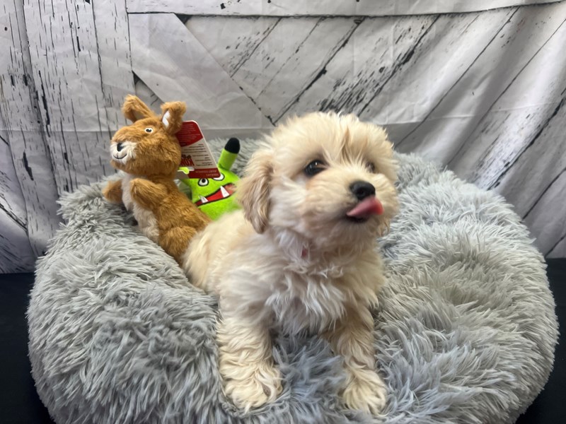[#26052] Fawn Female Havanese/Poodle Puppies For Sale #2