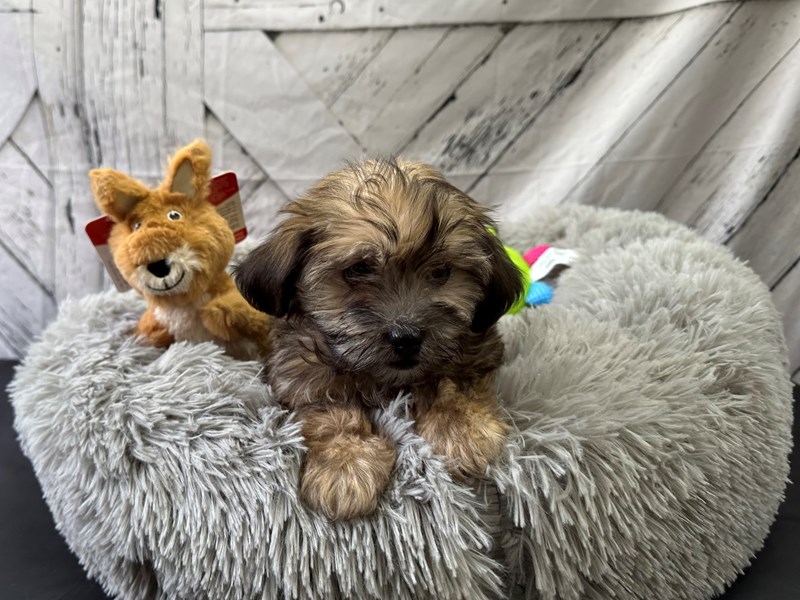[#26063] Gold Female Havanese Puppies For Sale #1