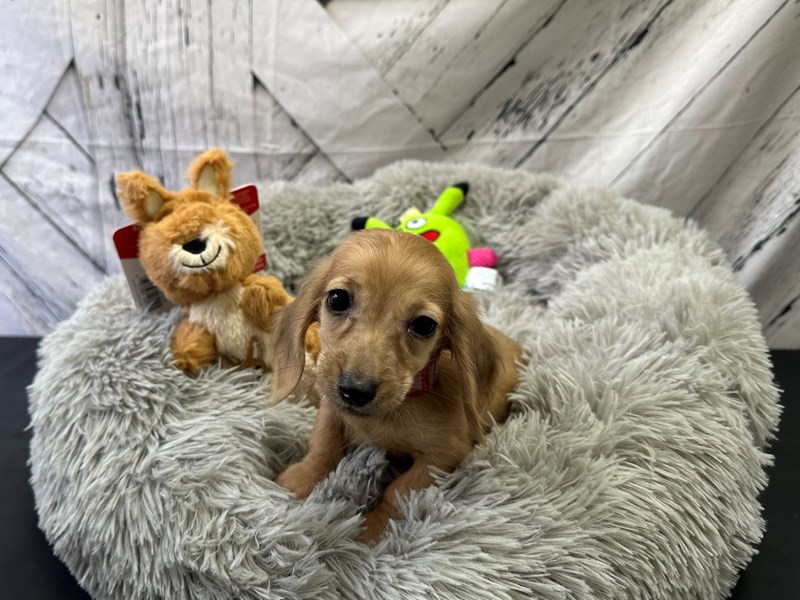 [#26062] Fawn Female Dachshund Puppies For Sale #1