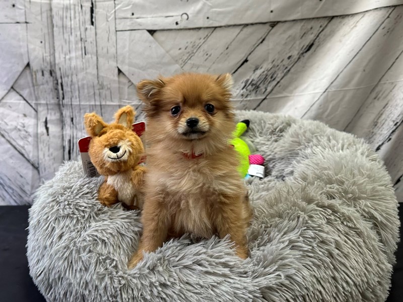 [#26067] Red Sable Female Pomeranian Puppies For Sale