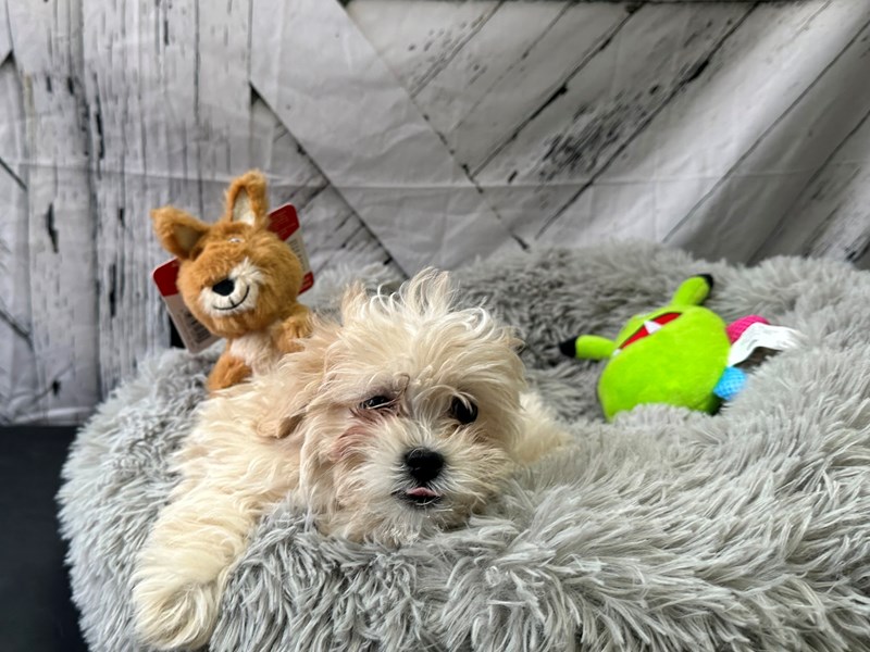 [#26071] Apricot Female Poodle/Shih Tzu Puppies For Sale