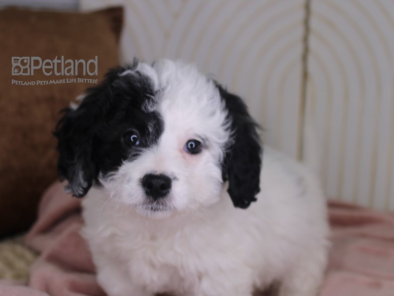 [#649] Black & White Female Miniature Bernedoodle 2nd Gen Puppies For Sale #1