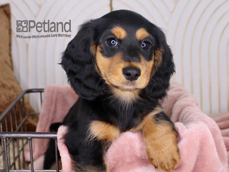 [#644] Black & Tan Male Dachshund Puppies For Sale #1
