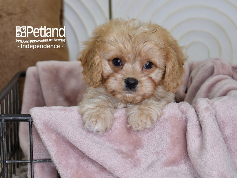 [#5502] Apricot Male Cavapoo Puppies For Sale #1