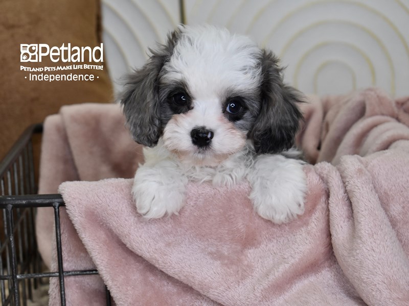 [#5501] Blue Merle & White Male Cavapoo Puppies For Sale #1